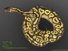 Pastel Phantom Yellow Belly - 